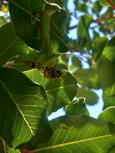 The image depicts a close-up view of green leaves against a bright sky. In the center of the frame, a wasp is visible, perched on one of the leaves. The leaves are illuminated from behind, revealing their intricate veining. The scene appears to be an outdoor environment with natural light. The location in Άγιος Νεκτάριος, Greece is not discernible from the image itself.