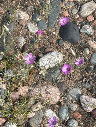 This is an overhead shot of a natural scene, likely in Sasyk-Bulak, Kyrgyzstan. The ground is covered with a variety of stones, ranging in size and color from small pebbles to larger, rounded rocks. Some of the stones are grey, others are speckled with white and pink, and there are also darker, almost black stones. Interspersed with the stones are patches of dry soil and sparse, dry vegetation.

The primary subjects of the image are several delicate, purple flowers. These flowers have multiple petals that are thin and slightly curled, giving them a star-like appearance. They are scattered across the rocky terrain, with some growing in clusters and others standing alone. A few of the flowers appear to be in bloom, while others are in bud or have already withered.

The scene appears to be outdoors, with natural lighting suggesting it could be daytime. The environment looks arid and rough, typical of a mountainous or steppe region. There is no visible text in the image. The overall impression is one of natural beauty found in a harsh, rocky landscape.