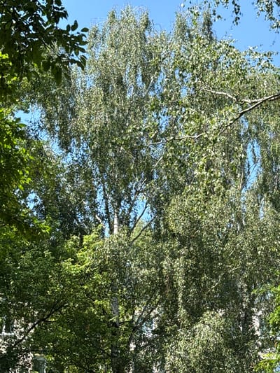 A bright, sunny day with a clear blue sky provides the backdrop for a dense canopy of green leaves from trees in an urban setting. The foliage is lush and varied, with some leaves appearing larger and darker green, while others are smaller and lighter, creating a textured effect. The branches of the trees are visible throughout the image, some thick and substantial, others delicate and lacy. The overall impression is one of vibrant natural growth within a built environment. The image was taken on a street in Rudamina, Lithuania.