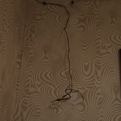 The image shows a plant stem affixed to a wall with what appear to be green clips. The stem extends vertically and then terminates in a cluster of dried leaves and roots. The wallpaper features a wavy, textured pattern in shades of beige and brown. The location in Ketoshi, Russia is unknown and cannot be determined from this image.