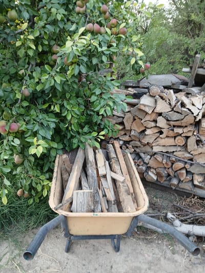 In the city of Koktal, Kazakhstan, a wheelbarrow filled with pieces of wood is situated in front of a large tree laden with pears. To the right of the tree, a substantial pile of chopped firewood is stacked. The ground appears to be unpaved, with scattered debris and vegetation. The scene is outdoors, suggesting a rural or semi-rural setting.