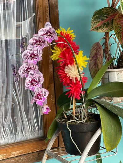 This image depicts an indoor scene in Garut, Indonesia, featuring potted plants positioned near a window. The primary subject is a Phalaenopsis orchid, prominently displayed on the left and center. This orchid exhibits a long stem bearing approximately ten open blooms and one unopened bud. Each flower is white with distinct dark magenta or purple stripes and blotches, particularly concentrated in the center. A thin, metallic-colored wire supports the orchid's stem. Below the flowers, the orchid's green leaves and numerous light-colored aerial roots are visible, emerging from a black plastic pot. This pot, featuring a subtle embossed pattern, rests on a white, open-wire metal stand.

Adjacent to the orchid's stem, on the right, is a decorative element comprising numerous small, spiky, pom-pom-like forms. These are predominantly red and yellow, with a few lighter cream-colored elements interspersed, attached vertically to a slender support stake.

In the background, to the left, is a window with a light brown wooden frame, covered by a sheer, white, crinkled curtain. To the right, a wall painted in a light turquoise or teal color is visible. Partially seen in the upper right quadrant are the variegated green, pink, and cream leaves of another potted plant, likely an Aglaonema, in a white pot, also situated on a similar white metal stand. No individuals are present in the scene. The overall lighting suggests natural illumination originating from the window.
