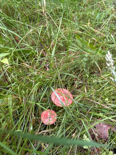 The image shows a close-up view of two small, pink mushrooms nestled among dense green grass. The mushrooms have rounded caps and appear to be of similar size, with one slightly larger than the other. The surrounding environment is predominantly grass with some fallen brown leaves visible in the background. The lighting suggests an outdoor setting, possibly a damp or shaded area given the rich green color of the grass. The perspective is from above, looking down into the grass. The location of Павловская Слобода, Russia is not visually represented in the image itself.