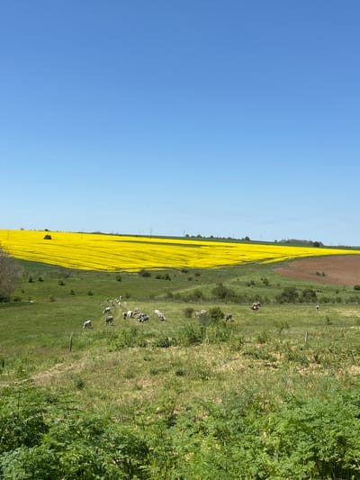 The image depicts a landscape scene. The left side of the image shows a clear blue sky. Adjacent to the sky is a field of bright yellow flowers, possibly rapeseed or canola. To the right of the flower field is a grassy field with a small herd of animals, appearing to be livestock, grazing. The far right edge of the image is filled with dense green vegetation. The scene appears to be rural with no visible urban features. Without additional information, it is not possible to confirm the location within Kumanovo, Bulgaria, or to provide further details about the scene's context.
