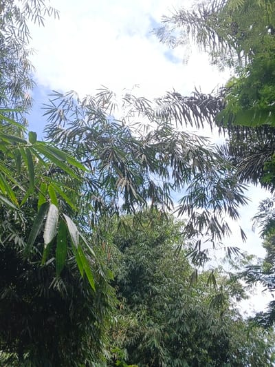Lush greenery fills the frame, dominated by bamboo stalks with thin, pointed leaves. A blue sky with scattered white clouds peeks through the dense foliage. Sunlight filters through the canopy, creating dappled light and shadow. Other types of plants, including broad-leafed ones, are interspersed among the bamboo, adding to the jungle-like atmosphere.