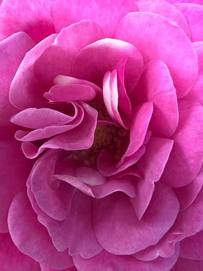 A close-up, top-down view captures the intricate layers of a vibrant pink rose. The petals exhibit delicate curling and overlapping, creating a sense of depth and texture. The lighting highlights the soft, velvety surface of the petals, with subtle variations in shade suggesting the rose's natural form. The center of the rose, a slightly darker hue, hints at the stamens and pistil within. The image offers no context of its location in Izobilnyy, Russia, as it focuses solely on the botanical subject. There are no people, actions, interactions, or environmental elements beyond the rose itself.