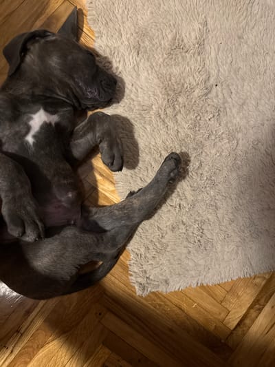 The image shows a grey brindle dog, likely a puppy, sleeping on its back on a plush, light-colored rug. The dog has a white patch of fur on its chest and appears to be a pit bull-type breed. Its paws are splayed out, and its head is resting on the rug. The background consists of polished wooden flooring laid in a herringbone pattern. The scene is indoors, and no specific landmarks of Apatin Municipality, Serbia, are visible. The lighting suggests it is either nighttime or an indoor setting with artificial light.