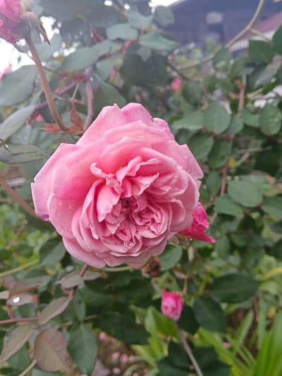A captivating close-up features a blooming pink rose, its soft petals layered and unfurled, with tiny water droplets clinging to the edges. The rose is surrounded by a backdrop of lush green leaves and stems, creating a vibrant contrast. Another unopened rose bud is visible, hinting at future blossoms. A blurred structure is faintly discernible in the background, adding depth to the outdoor scene.