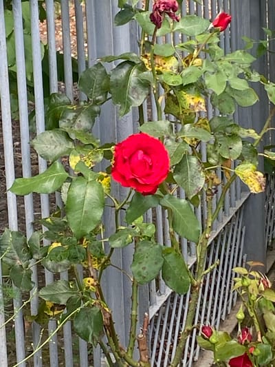 A red rose in full bloom is centered in the foreground of the image. The rose is positioned to the left of a gray metal fence. The rose bush has green leaves, some of which show signs of disease with yellow and brown spots. Behind the rose bush, the gray metal fence consists of vertical bars. In the upper left corner of the image, there is a wilted, dark red rose. The background behind the fence is blurred and appears to be out of focus, with glimpses of brown and green. This image was taken in the city of Akhtyrskiy, Russia.