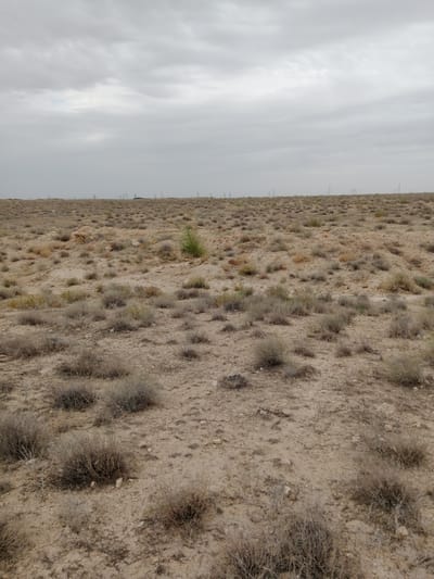 The image shows a desolate, arid landscape with sparse, dry vegetation under a cloudy sky. The terrain is uneven, with sandy soil and small mounds. In the distance, a line of power pylons is visible, suggesting the proximity of infrastructure. The overall scene depicts a semi-desert or steppe environment, characteristic of the region around Karaulbazar, Uzbekistan. There are no people or animals visible in the frame. The sky is overcast, with no direct sunlight, contributing to the muted color palette of the landscape.