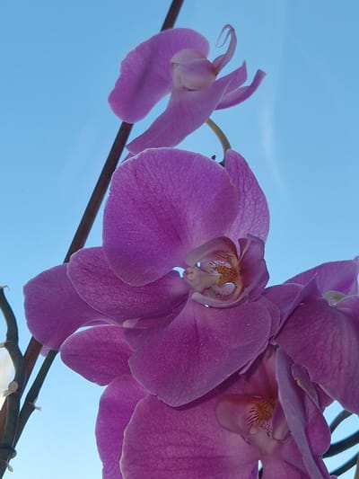 A close-up, low-angle shot of purple orchid flowers against a bright blue sky. The main focus is on the intricate details of the orchid petals, which exhibit a velvety texture and delicate veining. The flowers are positioned on a dark stem, which extends vertically through the frame. The background is a clear, unobscured blue sky, suggesting an outdoor setting. There are no people or animals present in the image. The scene does not provide any specific information about its location within the city of Fresnes, France.