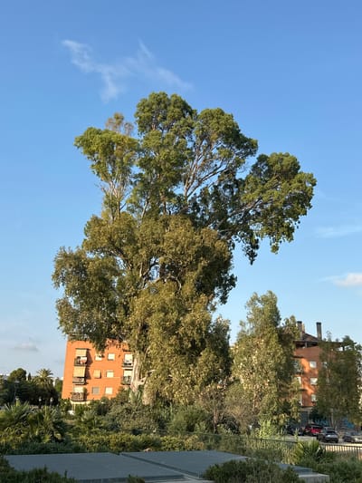 The image captures a view of an urban park in Benimàmet-beniferri, Spain, featuring a prominent, large eucalyptus tree in the foreground. Behind the tree, two multi-story brick buildings with balconies and awnings are visible. Lush green vegetation, including palm trees and various bushes, covers the ground in front of the buildings. A black metal fence runs horizontally across the mid-ground, separating the park area from the street where several cars are parked. The sky is a clear, light blue with a few wispy clouds. The scene appears to be set in the late afternoon, with soft lighting casting a warm glow. There are no people visible in the image.