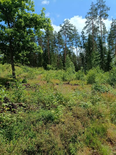 The image depicts a sun-drenched forest clearing in Lukapīckas, Latvia, on a clear day with scattered white clouds in a blue sky. The foreground is dominated by a dense undergrowth of green vegetation, including various types of bushes and grasses, with some patches of dry, brown foliage. A large tree with green leaves stands prominently on the left side of the image, its trunk dark and textured. In the background, a dense forest of tall pine trees stretches across the horizon, their green needles contrasting with the bright sky. The ground appears uneven and covered with a mix of vegetation and some exposed soil or leaf litter, suggesting a natural, somewhat wild environment. There are no people or animals visible in the scene. The overall impression is one of a vibrant and verdant natural landscape.