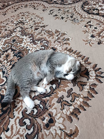 A grey and white cat is lying curled up on a carpet with a brown and beige floral pattern. The cat's head is tucked into its body, and one paw is covering its face, suggesting it might be sleeping or resting. The cat has white paws and a striped tail. The carpet has intricate, repeating floral motifs in shades of brown, white, and black. The lighting suggests it is daytime, and there are no external environmental cues visible. The setting appears to be indoors, likely a room in a home. There is no visible text in the image.