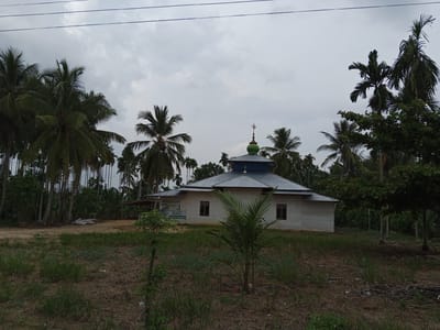 The image captures a mosque situated in a rural setting, likely in Meunasahbuket, Indonesia. The mosque is a modest, white wooden structure with a corrugated metal roof and a prominent green dome topped with a crescent moon finial. It has two visible windows with dark frames on its side. Surrounding the mosque is a landscape dominated by numerous palm trees, characteristic of tropical regions. The ground in front of the mosque is covered with dry grass and sparse vegetation, with a dirt path leading towards it. In the background, a dense arrangement of palm trees suggests a forested or plantation area. The sky is overcast, indicating cloudy weather. There are no people visible in the image, and no specific actions are depicted. The scene is static and appears to be a general exterior view of the mosque and its surroundings.