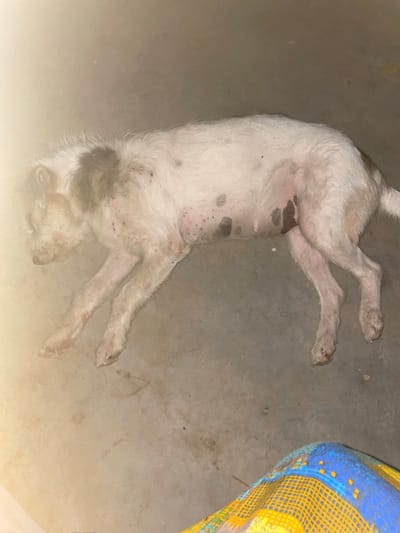 A light-colored, possibly white, dog lies on its back on a concrete floor. The dog is positioned diagonally in the frame, with its head towards the lower left and its hind legs towards the upper right. The dog has dark spots scattered on its underside. A patterned blue and yellow object, possibly a blanket, is in the upper right corner of the frame. The scene appears to be indoors. The image was taken in Hijo, Philippines.