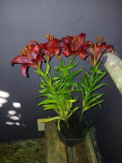 In Chutove, Ukraine, a close-up, low-angle shot reveals a potted plant with several deep red lilies with prominent orange stamens. The lilies are arranged in a dark hexagonal pot, which sits on weathered wooden planks. The background is a dark, textured wall, with scattered light reflections on its surface. To the right of the plant, a section of a light-colored, cylindrical object, possibly a tree trunk or log, is visible. The foreground shows a bed of dry straw or hay, indicating an outdoor or agricultural setting. The lighting suggests it is nighttime or a very dimly lit area, with a strong light source from the left casting shadows on the wall.