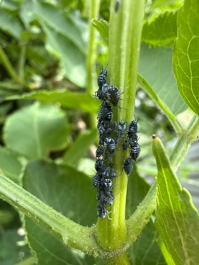 The image shows a cluster of black aphids on a green plant stem. The aphids are small and have striped bodies. They are gathered tightly together, with some individuals overlapping. The plant stem is thick and appears to be part of a larger plant with green leaves visible in the background. The scene is outdoors, with natural light. No specific location in Užliekniai, Lithuania can be determined from the image.