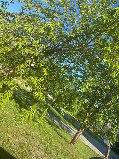 The image depicts a sunlit day in Nefteyugansk, Russia, viewed through the branches of a deciduous tree. The tree's vibrant green leaves are in full foliage, with its reddish-brown bark visible on the trunk and branches. Sunlight filters through the leaves, casting dappled shadows. In the background, a paved walkway runs alongside a grassy area. Beyond the walkway, hints of residential buildings and more trees suggest an urban park or residential setting. The sky above is a clear, bright blue. No people are visible in the frame.