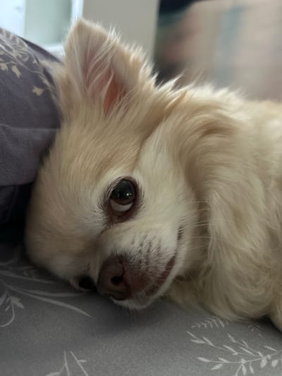This media file features a close-up, upside-down shot of a small, light-colored dog. The dog appears to be resting or sleeping, with its head turned to the side and its eyes partially closed. The fur is long and fluffy, with shades of cream and white. The dog's nose is a dark, wet pinkish-brown, and its eyes are a deep brown with a reflective pupil. The dog is lying on a patterned fabric, which appears to be a pillow or blanket, with a grey background featuring a white leafy design on the right side and a darker purple fabric with a similar pattern on the left. The lighting suggests it is daytime, likely indoors, possibly in a home environment. The overall mood is peaceful and relaxed. No text is visible in the image. The location context is Tashla, Russia.