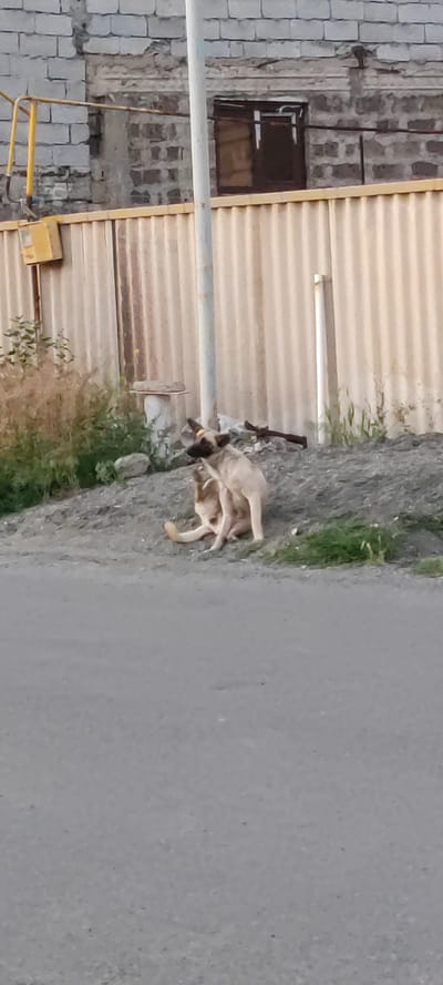 In Ayntap, Armenia, two medium-sized dogs, light brown in color, are situated on a small mound of dirt near a road. One dog sits upright, looking towards the left, while the other lies down and licks its rear. A metal utility pole stands adjacent to them, and behind the mound is a corrugated metal fence with a window visible on a brick building. Some vegetation is scattered around the base of the mound.