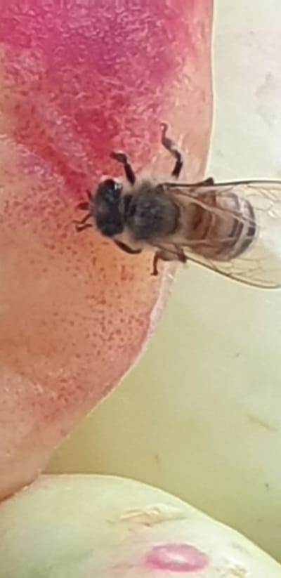 A close-up, aerial view captures a bee with brown and black stripes, and translucent wings, resting on a textured, pinkish-red surface. The bee's legs are visible, gripping the surface. The background is a soft, pale yellow and green. The image does not contain any information about the city of Avval', Uzbekistan or any other geographical location.