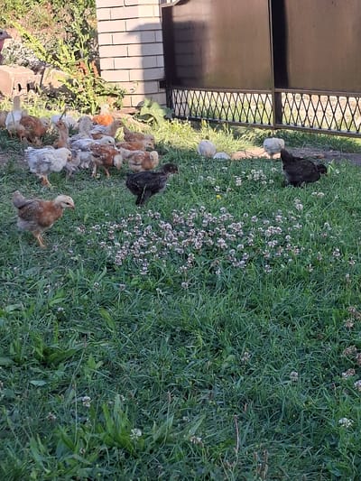In Hiliuți, Moldova, a flock of young chickens grazes in a grassy yard on a sunny day. The chickens are of various colors, including brown, white, and black, and appear to be pecking at clover flowers. In the background, a brick building with a dark metal fence is visible. The yard is well-maintained, with lush green grass and scattered clover. The overall scene is peaceful and idyllic, capturing a moment of rural life.