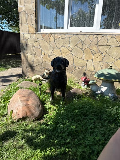 The image depicts a black dog statue positioned in a yard in front of a building with a stone facade and a window. The dog is centrally located, surrounded by various garden decorations, including a large mushroom statue with smaller mushrooms and rabbits at its base, a small pig statue, and a solar-powered garden light. Several large rocks and lush green clover and grass are also visible. The building appears to be a residential structure in Volodymyrets, Ukraine, given the provided location context. The lighting suggests it is daytime, with sunlight casting shadows on the ground and highlighting the textures of the stone and garden elements. No people are present in the image.