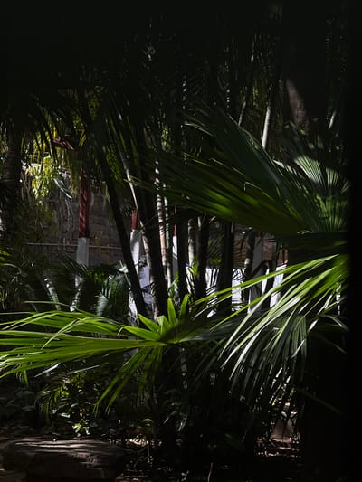 The image depicts a dense, tropical garden with lush green foliage and palm fronds dominating the foreground and mid-ground. Sunlight filters through the leaves, creating dappled patterns of light and shadow. In the background, a textured stone wall is visible, suggesting an outdoor setting within a cultivated area, possibly a courtyard or garden of a building. The overall impression is one of a serene, natural environment with hints of man-made structures. The image does not show any people or specific actions.