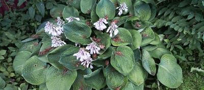 The image depicts a lush cluster of hosta plants with large, green, ribbed leaves and delicate, pale purple flower spikes. The hostas are densely packed, creating a full, naturalistic appearance, and appear to be growing in an outdoor garden setting, possibly in Merchalovo, Russia. The surrounding foliage is also green and dense, suggesting a well-established garden or natural area. Some dried leaves and plant debris are visible amongst the hosta leaves, adding to the organic feel of the scene. There are no people or animals visible in the image.