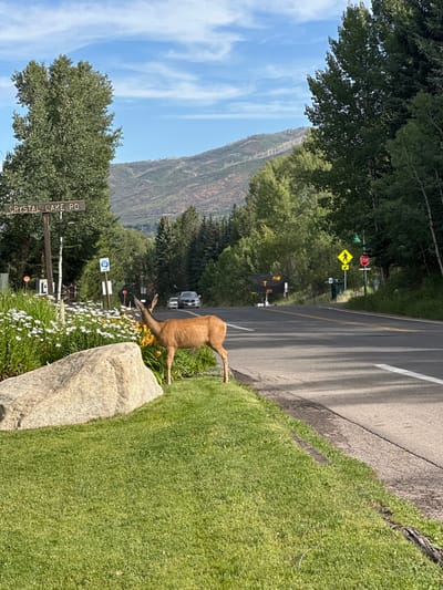 The image captures an outdoor scene in Aspen, United States, specifically along Crystal Lake Road. In the foreground, a light brown deer with small antlers stands on a manicured grassy area to the right of a large, smooth beige boulder. Directly behind the deer is a dense flower bed featuring white daisies and some orange flowers. To the left, a brown wooden signpost clearly reads "CRYSTAL LAKE RD". An asphalt road curves slightly to the right, stretching into the mid-ground, with a solid white line marking its right edge. On the road, in the distance, a dark SUV and a white sedan are visible. Various road signs are present on the right side of the road: a blue circular sign with a "P" crossed out, a yellow diamond-shaped pedestrian crossing sign, a red octagonal stop sign, and a yellow digital message board displaying partial text. The background is dominated by lush green deciduous and coniferous trees, leading to a distant mountain range with visible patches of darker, possibly burnt, vegetation. The sky above is clear blue with sparse white clouds, indicating daytime conditions. No individuals are present in the scene.