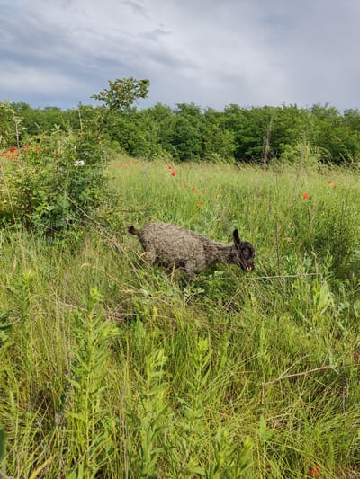In Mar'yanivka, Ukraine, a small, dark-colored goat with curly wool is grazing in a field of tall green grass and scattered red poppies. The goat is facing to the right, with its head down, appearing to eat. A branch or wire is visible in front of the goat, possibly acting as a boundary. In the background, a dense line of green trees forms the horizon, under a cloudy sky. The overall scene is pastoral and rural.