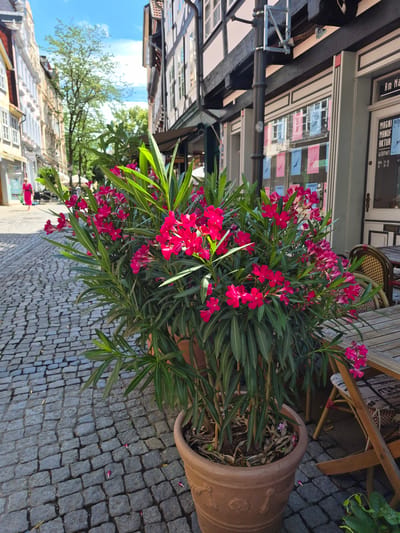 A large terracotta pot containing a vibrant pink oleander plant is placed on a cobblestone street. The plant is in full bloom, with numerous clusters of bright pink flowers and long, slender green leaves. The pot itself is textured and has decorative embossed patterns. Behind the plant, a wooden table and chairs suggest an outdoor seating area for a cafe or restaurant.
The reflection in the window of a building to the left reveals architectural details of buildings across the street, including multiple windows with colorful flags or banners displayed. Text on the window suggests a shop, with some visible words including "MAGMA", "SOFA", "MANUF", "AKTUE", and "Gourmet". A sign above the window also contains some text, including "Am Na". The overall scene appears to be on a sunny day, given the bright lighting and clear blue sky visible in the reflection. The cobblestone street and traditional building architecture are indicative of a European city, consistent with the Brunswick, Germany location context. The image conveys a sense of urban ambiance and the lively atmosphere of an outdoor public space during pleasant weather.