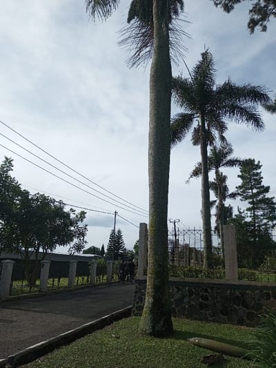 This image depicts an outdoor scene in Salai Har Htan, Myanmar, under a partly cloudy sky. In the foreground on the right, a grass area contains a fallen log segment and the lower trunk of a tall palm tree. Immediately behind this palm tree, a low wall constructed of dark, irregularly shaped stones supports a black metal fence. An asphalt path with a concrete curb on its left edge extends from the foreground and curves to the left into the midground. On the left side of the path, a fence with white concrete posts and black railings borders an area with green leafy trees and a visible building structure with a dark roofline. A utility pole with three dark electrical wires extending horizontally is situated on the left side of the scene. Several indistinct human figures are visible standing on the asphalt path in the mid-distance on the left. In the midground and background, a line of tall palm trees extends toward the right, interspersed with coniferous trees. A black metal fence with diagonal criss-cross patterns is visible behind the stone wall and between the palm trees.