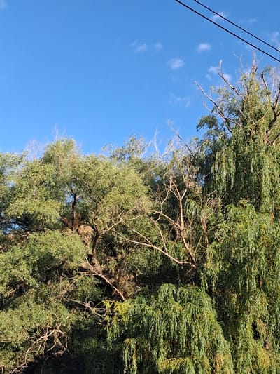 The image shows a bright blue sky with a few wispy white clouds above the canopy of several trees. Power lines are visible against the sky in the upper right quadrant of the image. The trees are dense and leafy, with green foliage and exposed branches. The overall scene suggests an outdoor environment, possibly a park or residential area. No people or specific landmarks of Vayk, Armenia, are identifiable in the image.