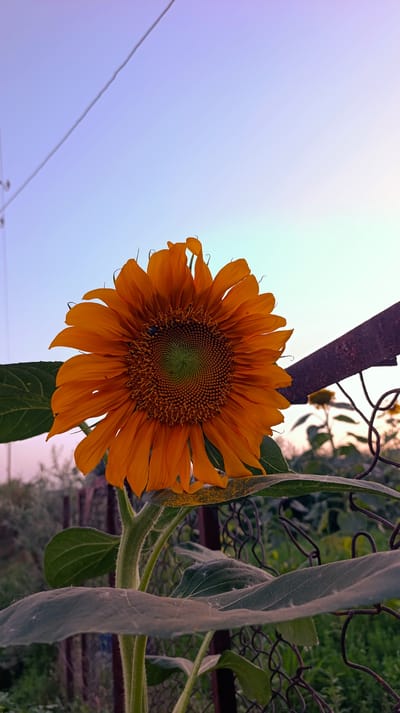 A close-up shot focuses on a large, orange sunflower with a green center, its petals slightly curled. A small, dark insect is visible on the center of the flower. The sunflower's stem is thick and fuzzy, with large, green leaves below. The background is out of focus, showing a garden setting with other sunflowers and greenery. A rusty metal fence runs diagonally across the right side of the frame. In the upper portion of the image, a power line stretches across a soft gradient of purple and pale blue, suggesting either early morning or late evening. The overall mood is serene and natural, capturing a quiet moment in a garden. The specific location is Chinaz, Uzbekistan.