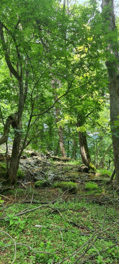 This image captures a dense, verdant forest scene located in or near Ribaritsa, Bulgaria, under dappled sunlight. No individuals or animals are present.

The upper two-thirds of the image are dominated by a lush, vibrant green canopy of deciduous trees. Numerous tree trunks, varying in thickness and texture, rise from the forest floor, with their branches extensively interwoven, creating a thick overhead covering. Patches of brighter, sunlit foliage indicate where sunlight penetrates the canopy, contrasting with areas of deeper shade. Some tree trunks exhibit moss growth.

In the midground, a shallow stream or wet run-off area is visible, flowing over a bed composed of dark soil, rocks, and exposed tree roots. This area is heavily covered in patches of bright green moss and small aquatic or moisture-loving plants. Several fallen branches and logs lie across and within the stream bed, some appearing waterlogged or partially submerged. One significant, moss-covered log spans horizontally across the wet area, appearing to divert or channel the water flow.

The foreground consists of an uneven forest floor covered with sparse green ground cover, leaf litter, and a significant amount of fallen branches, twigs, and other woody detritus. The overall environment suggests a humid, undisturbed natural setting characteristic of a temperate forest.