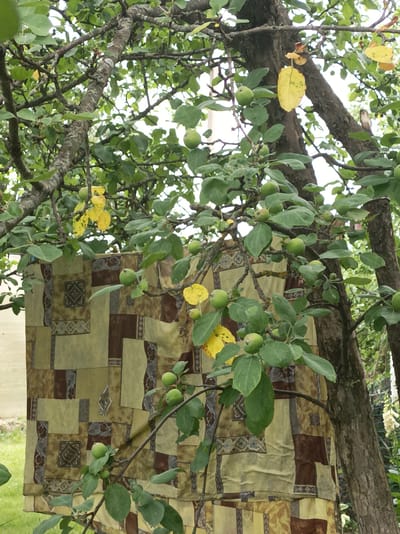 In this image, a patchworked fabric hangs from the branches of a tree, creating a collage-like effect against the backdrop of lush green leaves and unripe fruit. The fabric is composed of various shades of beige, brown, and muted green, featuring geometric patterns and ornate borders. Scattered amongst the leaves are small, green fruits, likely apples or plums, some of which are partially obscured by the fabric. A few bright yellow leaves are also visible, adding pops of color to the predominantly green scene, suggesting the approach of autumn.
The tree itself has a rough, textured bark and appears to be quite old, with gnarled branches extending in various directions. The sunlight filters through the leaves, creating a dappled effect and illuminating parts of the fabric and fruit. The background is softly blurred, hinting at a natural outdoor setting, possibly a garden or orchard. The overall impression is one of a still life, capturing a moment of natural beauty intertwined with human-made elements. There is no visible text in the image. The location context is Прыбыткаўскі сельскі Савет, Belarus.