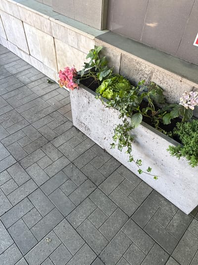 The image shows a concrete planter box filled with various plants, including hydrangeas, ivy, and other greenery. The planter is placed on a grey tiled walkway with a herringbone pattern. The walkway is adjacent to a building with a marble facade on the left and a grey tiled wall on the right. There is no sign of human presence in the image. The scene appears to be an outdoor public space in the city of Sunzha, Russia.