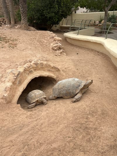 In an outdoor enclosure, two tortoises are visible on sandy ground. One larger tortoise is positioned to the right of a rock cave entrance, facing right. A smaller tortoise is located inside the cave, facing left. The environment includes palm trees, rocks, and a curved beige wall with a metal railing. The scene appears to be an exhibit in the city of Tezdaine, Tunisia.