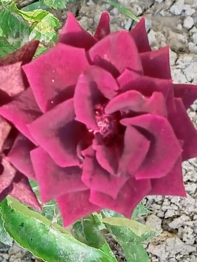 A close-up, high-angle shot captures a partially bloomed dark pink rose. The rose is composed of many layers of petals with slightly pointed tips. Some green leaves are visible at the base of the flower. The background is comprised of light-colored soil or broken rock. The location information, Yukariyuz, Uzbekistan, cannot be confirmed visually from the image.