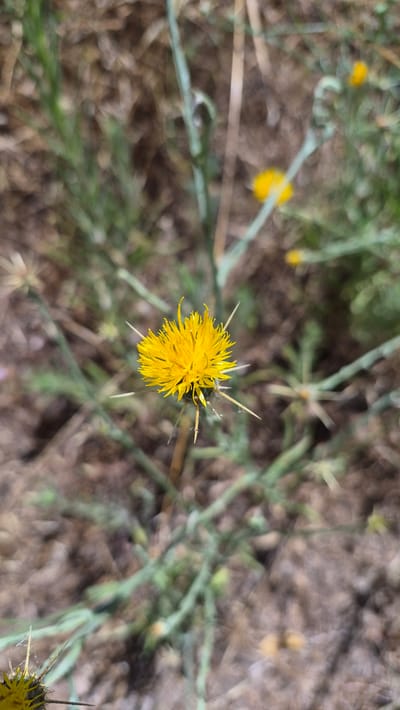 A close-up, eye-level, vertical, medium shot captures a solitary, bright yellow, spiky flower blooming in the foreground of a natural, outdoor environment. The flower, with its numerous thin petals radiating outward from a central disk, is sharply in focus. Surrounding the flower are several long, sharp, pale green to grey spines, extending outwards from the stem. The background is blurred, suggesting a shallow depth of field, and consists of dry, brown earth interspersed with green, leafy vegetation. The overall impression is one of a wild, sun-drenched landscape, possibly a meadow or a roadside in Rancho Cordova, California, United States of America. There are no people or animals visible in the frame. The lighting appears to be natural daylight, with the sun illuminating the flower from above. The scene is serene and devoid of any man-made structures or objects.