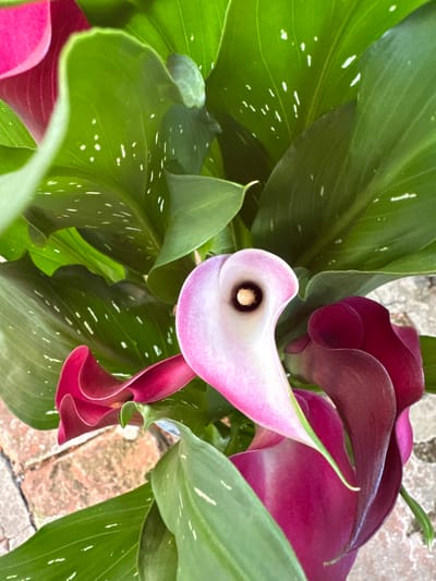 A close-up, overhead shot captures a vibrant cluster of calla lilies, their trumpet-shaped blooms in shades of pink, white, and deep burgundy. The flowers are nestled amongst lush, green leaves, some of which are speckled with small white dots. The background reveals weathered brickwork, suggesting an outdoor setting, possibly a garden or patio. No people are present in the image. The scene is located in Villa Pasquali, Italy.