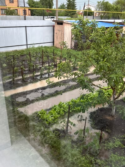 The image depicts a flooded garden plot with rows of young plants, possibly vegetables or fruit trees, in Sibay, Russia. The ground is saturated with standing water, reflecting the overcast sky and surrounding vegetation. A wooden outhouse with a corrugated metal roof is visible to the right of the garden. In the background, a light-colored metal fence separates the garden from a residential area with houses and trees. The overall scene suggests a recent rainfall event causing significant water accumulation in the garden.