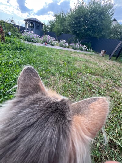 The image is a low-angle, first-person perspective shot of a dog's head and ears, looking out at a backyard scene. The dog's fur is a mix of gray, white, and orange. In the background, there is a gravel path leading to a grey wooden gazebo. A line of purple flowers borders the path. Beyond the flowers, a dark metal fence encloses the yard, with trees and a house visible in the distance. The sky is cloudy. The setting appears to be a residential backyard in the village of Sobishchytsi, Ukraine.