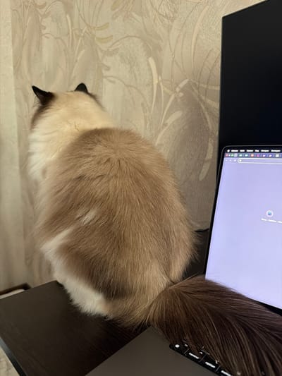 A fluffy cat with cream and brown fur sits on a dark brown desk in front of a laptop and a black computer monitor. The cat is facing away from the camera, towards the wallpapered wall which features a subtle floral pattern. The laptop screen displays a light purple background with browser tabs at the top. The cat's tail rests on the laptop keyboard. The overall environment appears to be an indoor setting. The image does not provide any specific details to indicate a location within the city of Nakhabino, Russia.