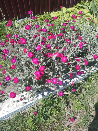 A patch of bright pink flowers, likely dianthus, blooms in a garden in Berdychiv, Ukraine. The flowers are clustered on thin, silvery-green stems, creating a vibrant display against the backdrop of a dark wooden fence and lush green foliage. The ground is a mixture of soil and grass, with a white concrete border visible along the edge of the flower bed. The scene appears to be bathed in bright sunlight, casting shadows on the ground.