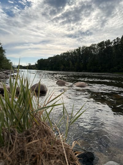 The image depicts a natural scene of a riverbank in Тарханка ауылдық округі, Kazakhstan. In the foreground, a clump of tall, green and brown grasses with visible roots grows from a rocky, earthen bank. Several smooth, grey rocks are partially submerged in the calm river water. The river flows from left to right, with gentle ripples on its surface. In the middle ground, more rocks are visible in the water, with some breaking the surface. The far bank of the river is lined with a dense forest of dark green trees. The sky above is filled with dramatic, grey and white clouds, with patches of blue sky visible in the distance. The overall impression is one of a tranquil, natural landscape under a cloudy sky. No people are present in the image.