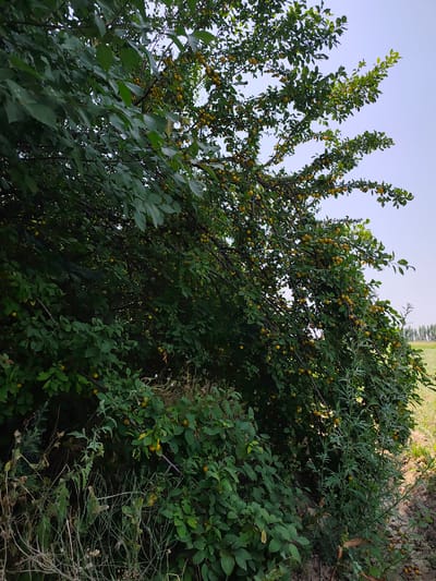 A low-angle shot captures a dense green tree laden with small, yellow fruits, possibly plums or cherries, against a pale blue sky. The tree branches extend from the left side of the frame, heavily foliaged and bearing clusters of the yellow fruit. The lower portion of the image is dominated by dark green foliage, with some dry, brown grasses and thinner branches in the foreground. To the right, a patch of dry, light brown earth with some sparse, thin green plants is visible. In the far distance, a blurred green field and a line of trees under a hazy sky suggest an outdoor rural or agricultural setting. The scene is static and appears to be a natural, undeveloped area.