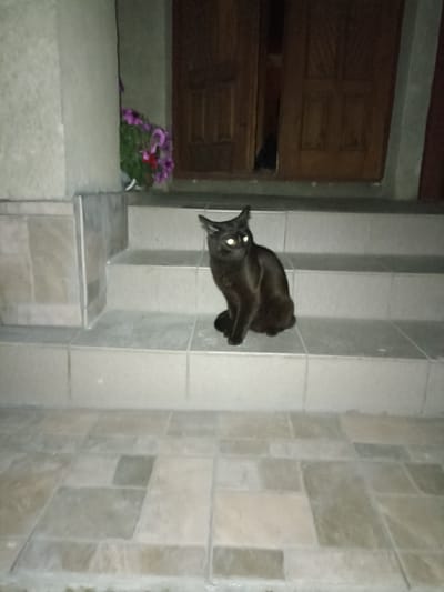 A black cat with bright yellow eyes sits on light gray tiled steps in front of a dark wooden double door. To the left of the steps, there is a planter with pink and purple flowers and green foliage. The steps and the ground in front of them are covered in light gray tiles. The scene appears to be an exterior entrance, likely in the city of Pochaiv, Ukraine.